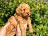 SHOW KALITE ANTİALERJİK RED TOY POODLE YAVRUM
