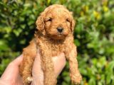 Show Kalite Anti̇alerji̇k Red Toy Poodle Yavrum