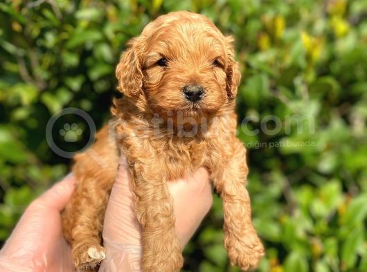 Show Kalite Anti̇alerji̇k Red Toy Poodle Yavrum görsel