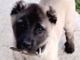 Kangal Yavrusu