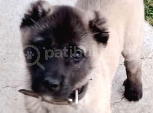 Kangal Yavrusu görsel