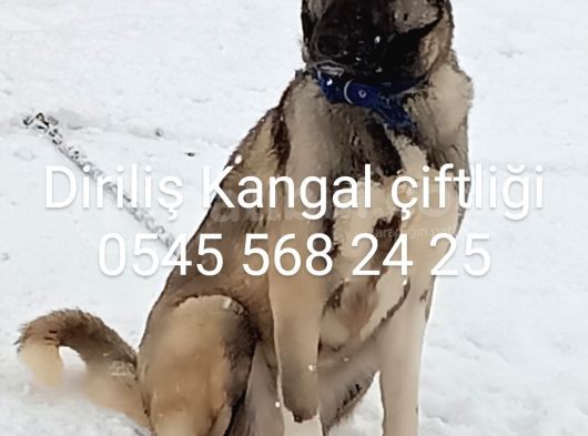 Satılık Kangal görsel