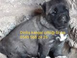 Satılık Kangal