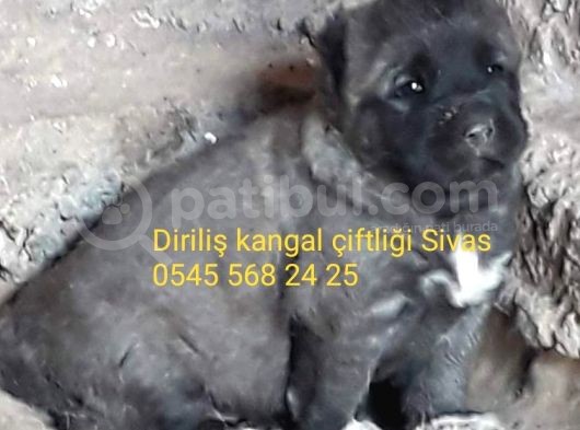 Satılık Kangal görsel