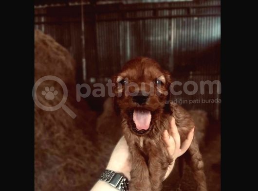 Dark Cocker Yavrular