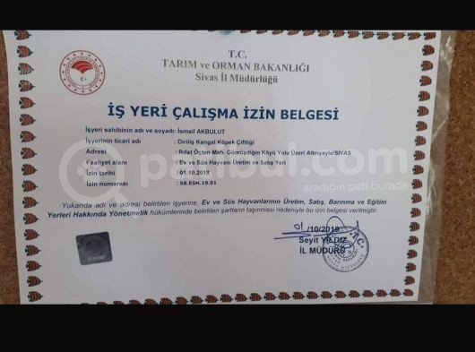 Kangal Yavrusu görsel