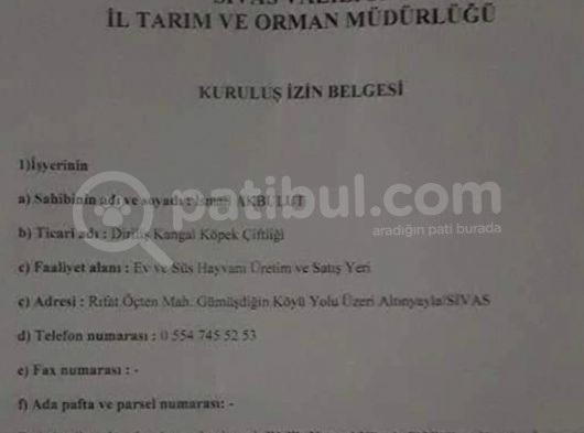 Satılık Kangal görsel