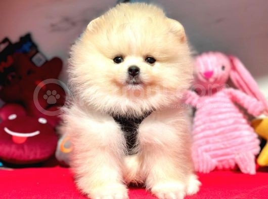 Safkan Pomeranian Boo Yavrularımız görsel