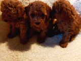 Show Kalite Kore Kanı Mini Poodle Yavrularımız