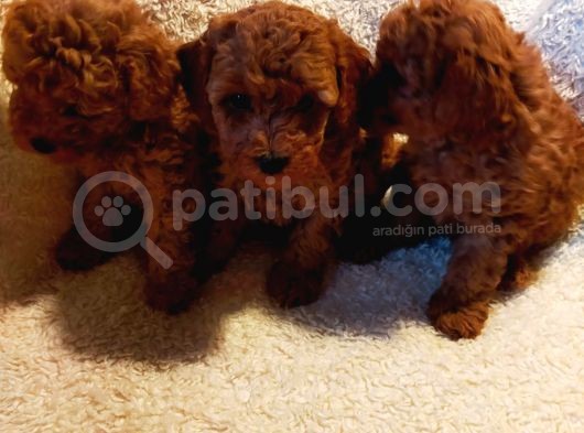 Show Kalite Kore Kanı Mini Poodle Yavrularımız görsel