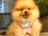 Orange Di̇şi̇ Pomerani̇an Boo