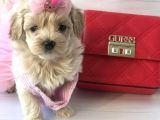 Mini Sevimli Maltipoo Bebekler