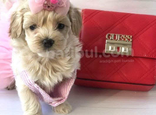 Mini Sevimli Maltipoo Bebekler