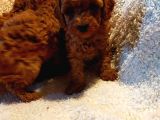 Show Kalite Kore Kanı Mini Poodle Yavrularımız