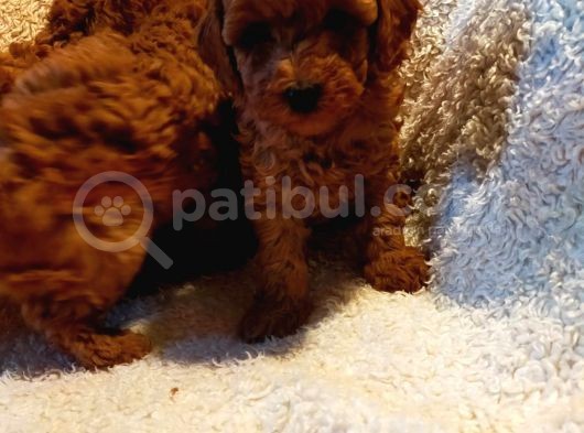 Show Kalite Kore Kanı Mini Poodle Yavrularımız görsel
