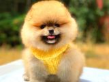 Orange Üst Kali̇te Pomerani̇an Boo