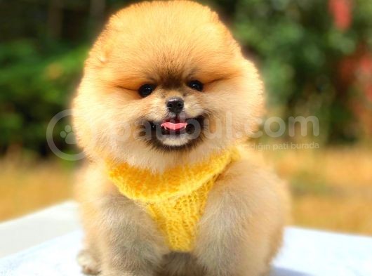 Orange Üst Kali̇te Pomerani̇an Boo görsel