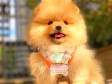 Orange Di̇şi̇ Pomerani̇an Boo