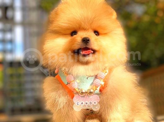 Orange Di̇şi̇ Pomerani̇an Boo görsel