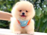 Teddy Bear Di̇şi̇ Pomerani̇an
