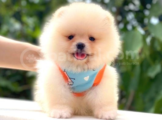 Teddy Bear Di̇şi̇ Pomerani̇an görsel