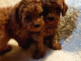 Show Kalite Kore Kanı Mini Poodle Yavrularımız