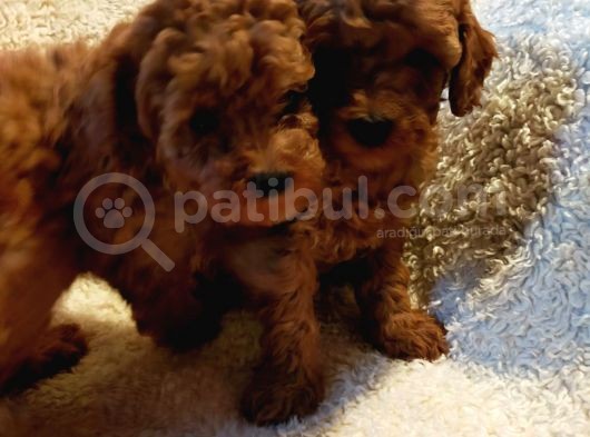 Show Kalite Kore Kanı Mini Poodle Yavrularımız görsel