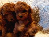 Show Kalite Kore Kanı Mini Poodle Yavrularımız