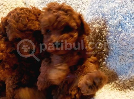 Show Kalite Kore Kanı Mini Poodle Yavrularımız görsel