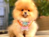 Orange Di̇şi̇ Pomerani̇an Boo
