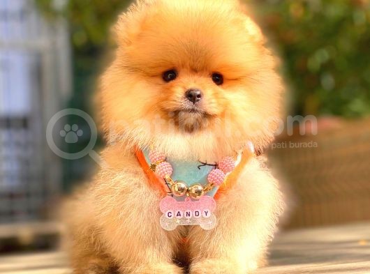 Orange Di̇şi̇ Pomerani̇an Boo görsel
