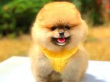Orange Üst Kali̇te Pomerani̇an Boo