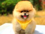 Orange Üst Kali̇te Pomerani̇an Boo