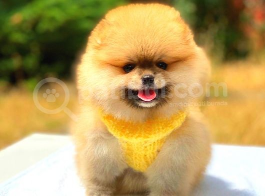 Orange Üst Kali̇te Pomerani̇an Boo görsel