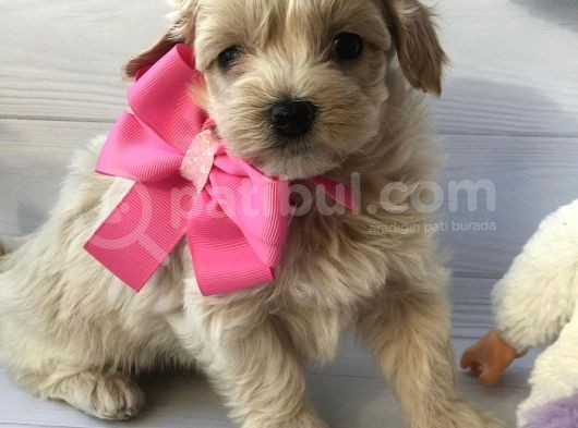 Mini Sevimli Maltipoo Bebekler görsel