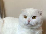 Bembeyaz Kehribar Gözlü Scottish Fold Kedimi Sahiplendiriyorum