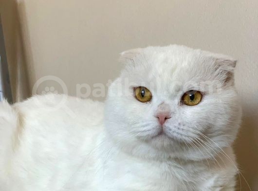 Bembeyaz Kehribar Gözlü Scottish Fold Kedimi Sahiplendiriyorum görsel