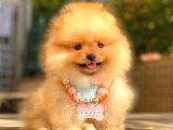 ORANGE DİŞİ POMERANİAN BOO