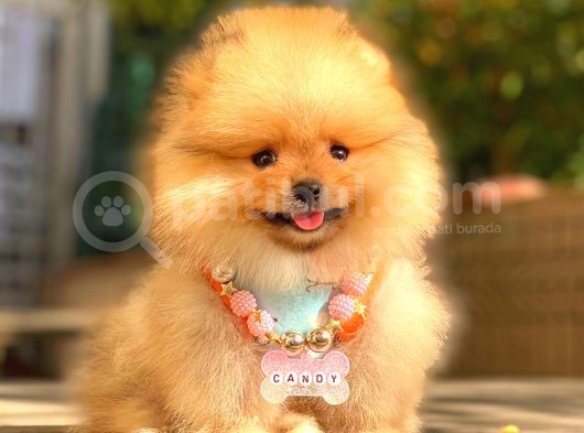 Orange Di̇şi̇ Pomerani̇an Boo