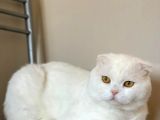 Bembeyaz kehribar gözlü scottish fold kedimi sahiplendiriyorum