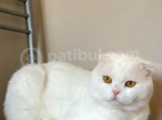 Bembeyaz Kehribar Gözlü Scottish Fold Kedimi Sahiplendiriyorum