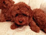 Show Kalite Kore Kanı Mini Poodle Yavrularımız