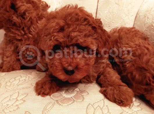 Show Kalite Kore Kanı Mini Poodle Yavrularımız görsel