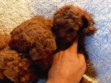 Show Kalite Kore Kanı Mini Poodle Yavrularımız