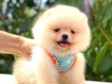 TEDDY BEAR DİŞİ POMERANİAN