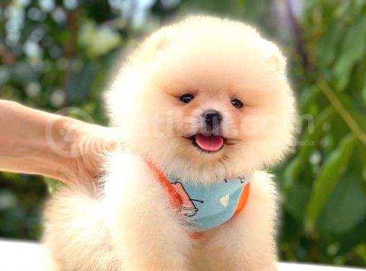 Teddy Bear Di̇şi̇ Pomerani̇an