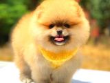 Orange Üst Kali̇te Pomerani̇an Boo