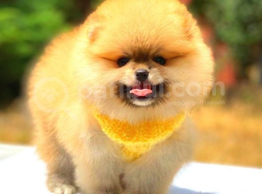 Orange Üst Kali̇te Pomerani̇an Boo görsel