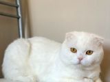 Bembeyaz Kehribar Gözlü Scottish Fold Kedimi Sahiplendiriyorum