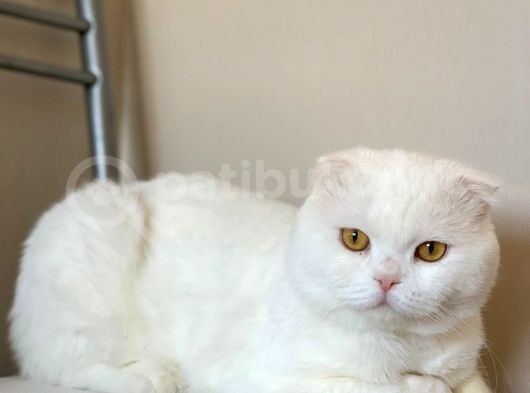 Bembeyaz Kehribar Gözlü Scottish Fold Kedimi Sahiplendiriyorum görsel